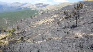 El Ayuntamiento de Sotillo aprueba la repoblación de las 30 hectáreas de monte quemadas en julio de 2019